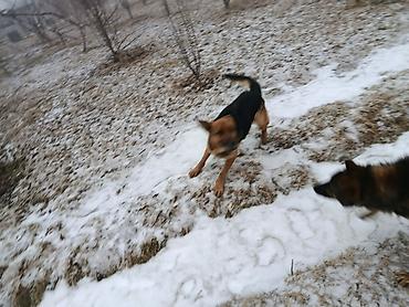 Продажа собак: Немецкая овчарка, 5 лет, Самка — 9