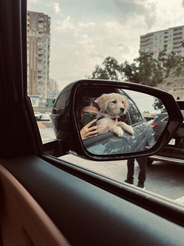 İtlər: Retriever, 3 ay, Dişi, Peyvəndli, Ödənişli çatdırılma