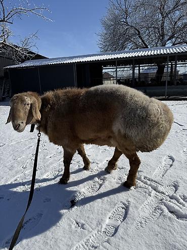 Баран, овца: Продаю | Баран (самец) | Арашан | Для разведения | Осеменитель — 12