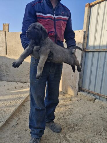 İtlər: Kanqal, 2 ay, Erkek, Peyvəndli, Ünvandan götürmə, Rayonlara çatdırılma, Ödənişli çatdırılma — 8