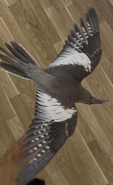 корелла: Sultan papuqayı (cockatiel) təqdim olunur. Şəkillərdə boz rəng — 2