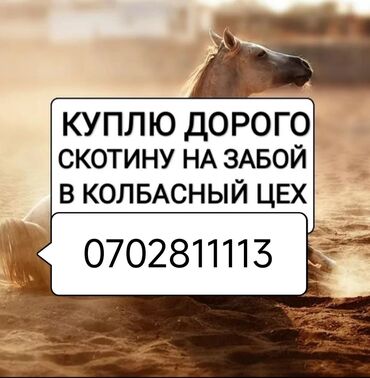 где можно купить телят симментальской породы: Куплю | Коровы, быки, Лошади, кони, Другие с/х животные | Круглосуточно, Любое состояние, Забитый
