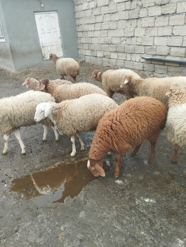 Qoyunlar, qoçlar: 10 eded quzu 4erkey və 6disi qiymət alıcıyla razılaşma yolu ile.Cox — 12