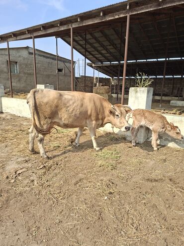 simmental inekler: Коровы, быки