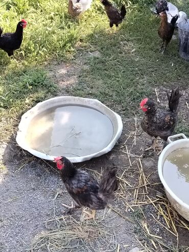 səbzi quşu: Təmiz kənt colpaları satıram 3ayılıqdılar dərmasızdı böyən heyvanları