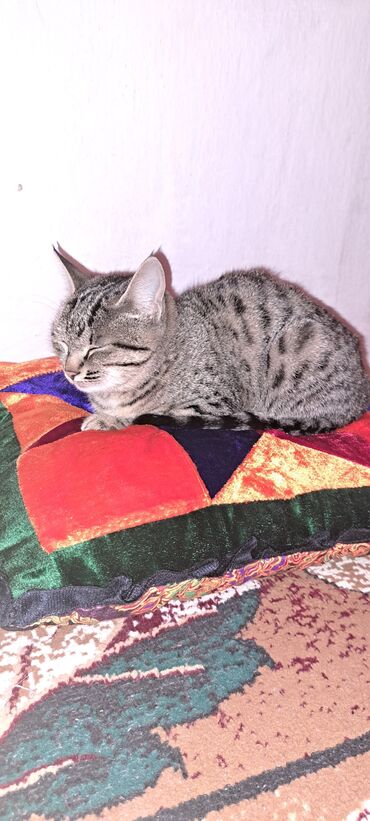 американская жесткошёрстная кошка: Джалал-Абад ᐈ Коты ▷ 9 объявлений ➤  lalafo.kg