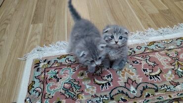 van pişikləri: Şotland yastı qulaq