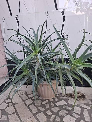 бегония элатиор купить: Алоэ (вероятно, Aloe arborescens) в горшках. - Крупные разветвлённые — 1