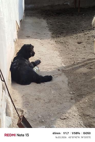 Козы, козлы: Продаю | Коза (самка) | Для молока — 3