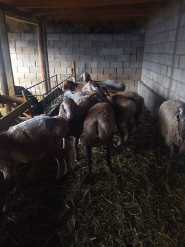 арпа саман салома: Сатам | Козу | Арашан | Союуга, Жүн үчүн