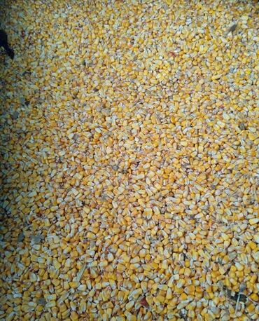 рушенная кукуруза: 10 тона есть
