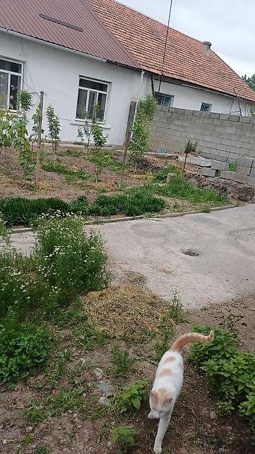 Продажа барачных домов: Продаётся дом 🏠 в городеТокмокСахзавод, барачного типа, из четырех — 28