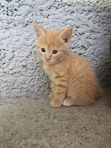 отдам котенка в добрые руки: 1 месяц, Мальчик