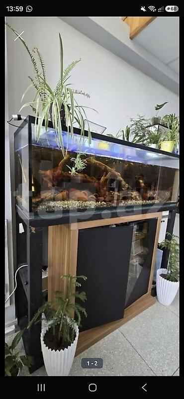 tek dolablar: Hər iki akvarium 300 lt tutumu var+5 ədəd müxtəlif həcmdə olan — 1