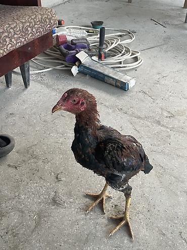 венгерская голошейка: Продаю | Петух | Бойцовая | Для разведения — 3