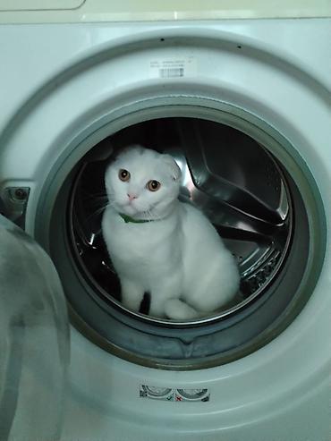 Кошки: Шотландская вислоухая — 2