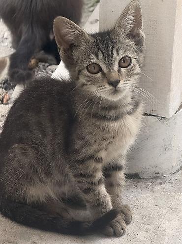 кошка черная: Котята из одного помёта - Возраст: 4 месяца - Окрас: несколько — 1