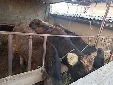 Продам с/х животных: Продаю | Бык (самец), Тёлка, Музоо, торпок | На откорм, Для разведения — 1