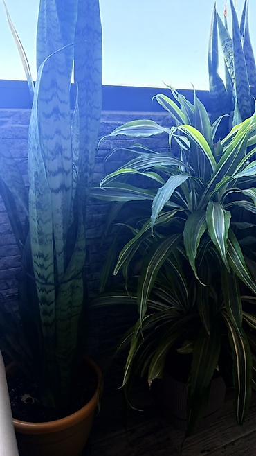 dibcək gul: Böyük ölçülü otaq bitkiləri dəsti 1ededi 80manatdi - Növ: Dracaena — 3