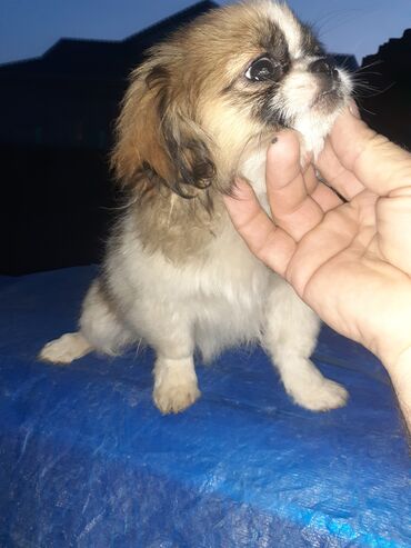 İtlər: Pekines, 2 ay, Dişi, Ödənişli çatdırılma — 9