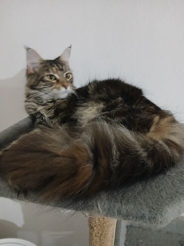 Mačke: Maine Coon mačka – prelepa tigrasta (brown tabby) ženka sa izrazitim — 8