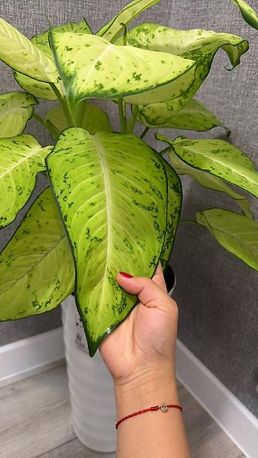 диффенбахия растения: Диффенбахия (Dieffenbachia) с крупными вариегатными листьями - — 3