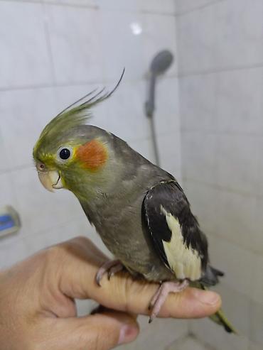 kakadu quşu: Başlıq: 🌟 TAM ƏL QUŞU – Mehriban və Dişləməyən Dişi Korella ​Təsvir — 2