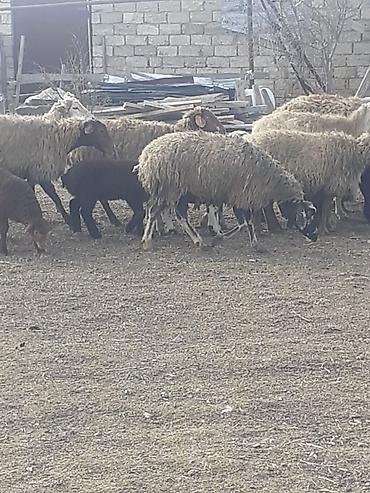 Qoyunlar, qoçlar: Salam 10 ana 10 bala balalar 2 aylıqdı analarda bordag heyvanlardı — 5