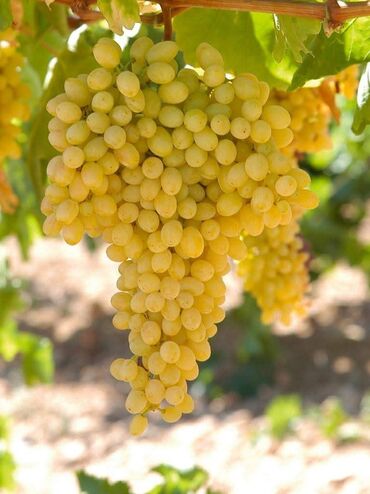 Şitillər: Üzüm tingləri – müxtəlif süfrə sortları Təsvir: - Seçmə süfrə üzüm — 15