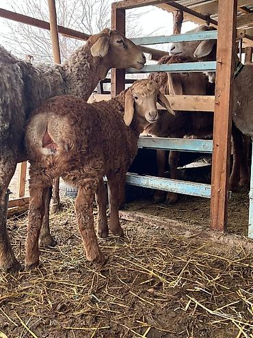 Баран, овца: Продаю | Овца (самка) | Арашан | Для разведения | Матка — 1