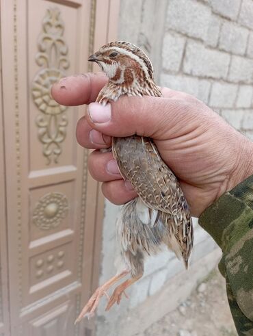 бойцовые птицы: Сайрайтурган бодоно сатылат 700 сомдон идиши менен 1500 сом