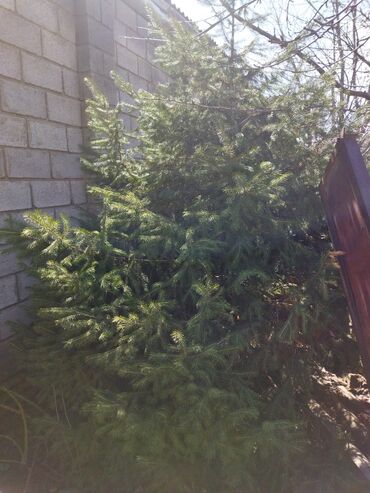новогодние елки в бишкеке фото: Продаю ёлки 2.5метра