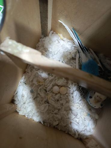 Quşlar: Papuqay Valnisti Hazır cüt, üç gündü yumurtlayır İki yumurtası var — 6