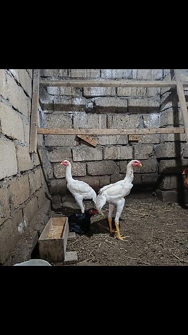 bakida pitbul satishi: Orginal o shamo heyratilari.Alman qani Fereler 130-150 azn.Cavan — 9