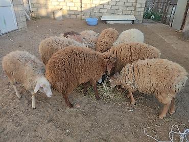 Quzu: Erkey qoyunlar 8 eded hamsi erkeydi — 14