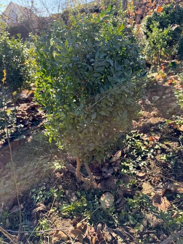 Şitillər: Şimşir tingləri satıram. Onlar dekorativ haşiyələr, hedcinqlər və — 22