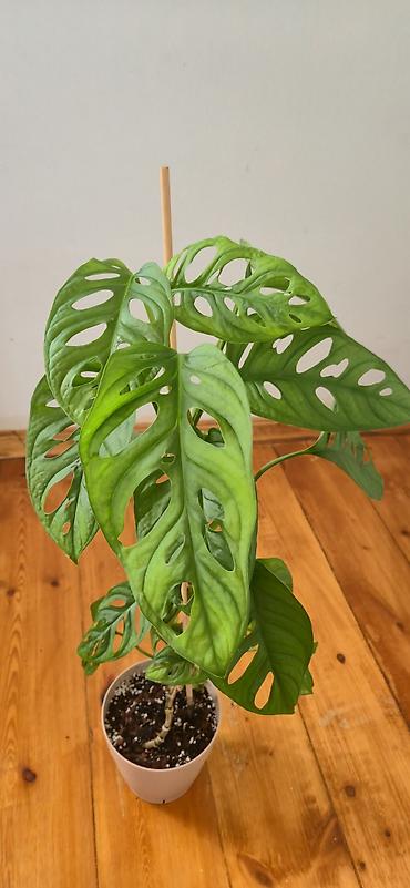 sumuk unu satışı: Monstera adansoni. 2 köklü. Bazar günü metro üstüne çatdırıla biler — 3