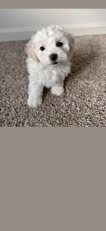 İtlər: Pudel, 2 ay, Erkek, Ödənişli çatdırılma -da lalafo.az — 11 İtlər: Pudel, 2 ay, Erkek, Ödənişli çatdırılma — 11