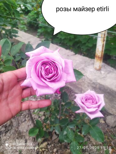 Şitillər: Salam Güllər Rusiyada gelib xarici gülldü nömrədə whatsapp var — 46