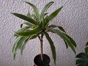 teksas din po: Dracena White Bird, Drvo Zivota, stablo ima dve grane, kvalitetna