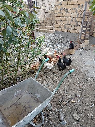 brama toyuqları: Курица, Для разведения — 1