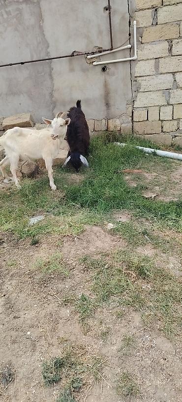 heyvan bazarları: Sarı bogazdı 1 ci qarın el kecileridi Məhsul təsviri: - Ağ və bej — 7