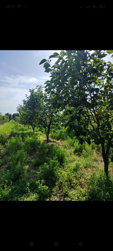qoz şirniyyatı: Goyçay rayon şixbəy kendində 1hektar 30sot bag satilir 200agac xurma