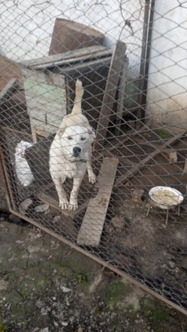 хмонг собака купить москва: Алабай 5 мес девочка, 
Немножко худой надо покормить