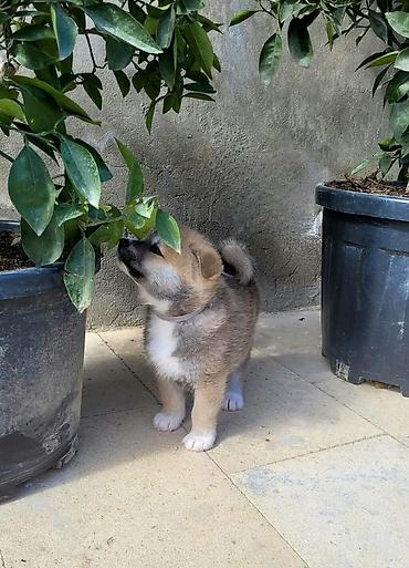 İtlər: Akita-inu — 2