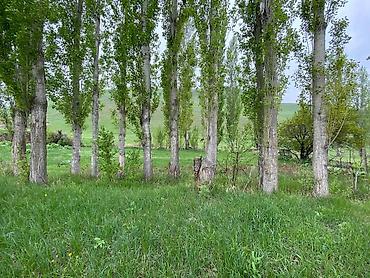 комм: 10 соток, Курулуш, Кызыл китеп — 10
