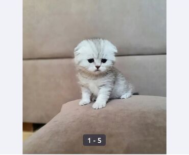 купить британского короткошерстного котенка: Куплю котенка веслоухой породы! Не дорого
