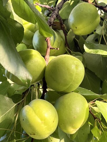 Продажа домов: Дом, 95 м², 4 комнаты, Собственник, Старый ремонт at lalafo.kg — 25 Продажа домов: Дом, 95 м², 4 комнаты, Собственник, Старый ремонт — 25