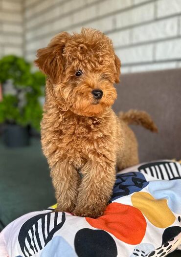 Psi: Nasa odgajivacnica se nalazi u Indjiji i bavimo se uzgojom pasa 15 — 4