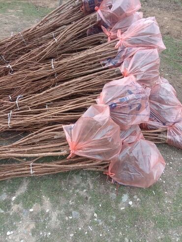 Tinglər: Təmiz və sağlam tingler isteyirsinizse bzmle əlaqə saxlaya blərsniz -da lalafo.az — 5 Tinglər: Təmiz və sağlam tingler isteyirsinizse bzmle əlaqə saxlaya blərsniz — 5